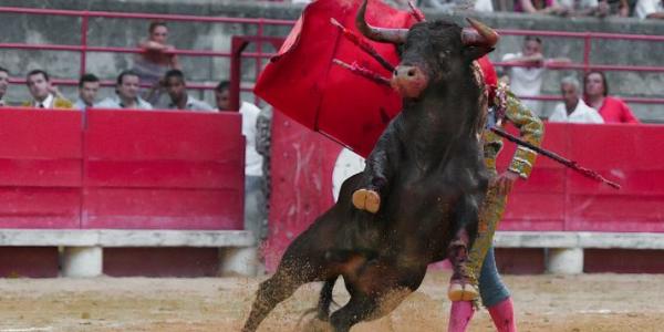 Torero toreando en plaza