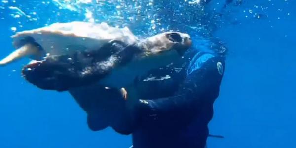 Comanchita, la tortuga marina rescatada