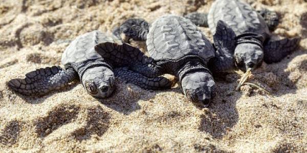 Tortugas bobas