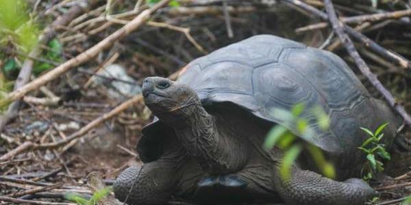 Nueva especie de Tortuga