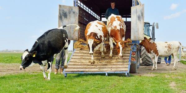 Ejemplo de transporte de animales vivos