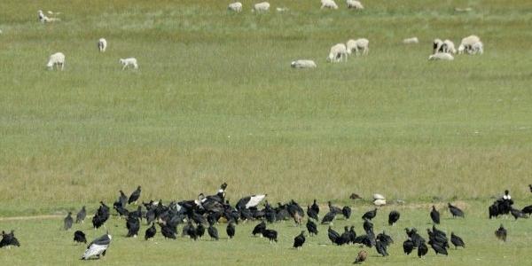 Sin la trashumancia, los buitres se ven afectado