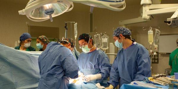 Nueva terapia celular previene rechazo de trasplantes de órganos
