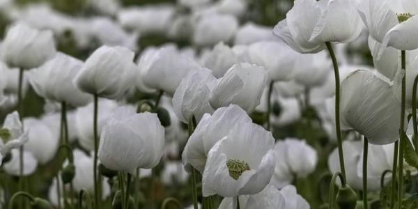 Un campo de amapolas para el turismo del opio 