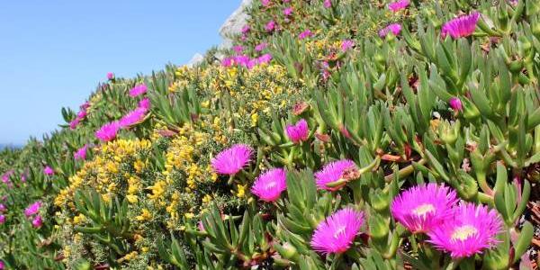 Uña de gato, una planta invasora/ Jonatan Rodríguez / CSIC Una gran mata rastrera de uña de gato con flores púrpura en una playa invadida de Galicia