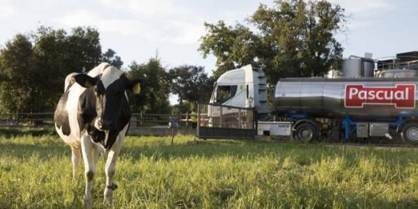 Vacas felices de Pascual