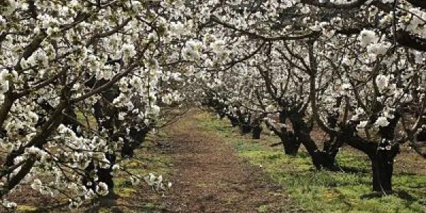 El Valle del Jerte se cubre de los cerezos en flor