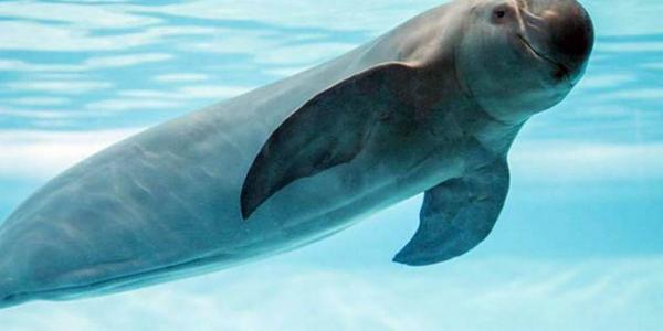 La vaquita marina está en peligro de extinción