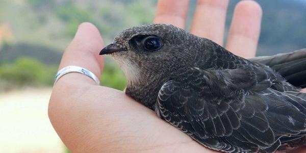 Un vencejos recuperado ante la ola de calor