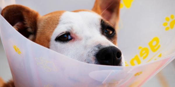 La visita al veterinario es imprescindible para asegurar la salud de las mascotas