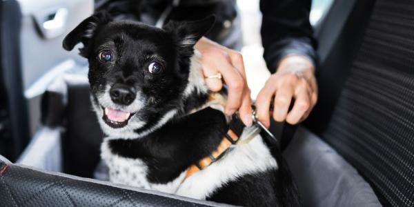 Mascotas viajeras: un adorable perrito preparado para viajar en coche