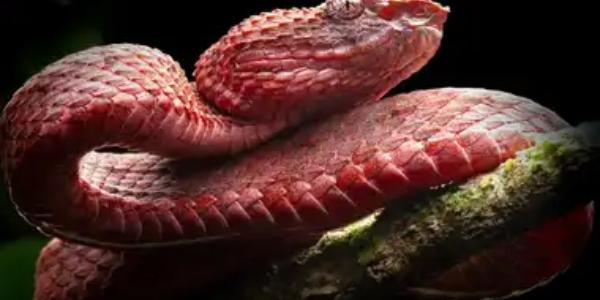 Cinco nuevas especies de serpientes