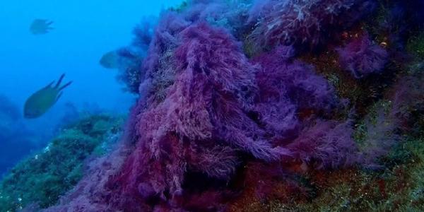 Así es la vida submarina en la lava fría de La Palma