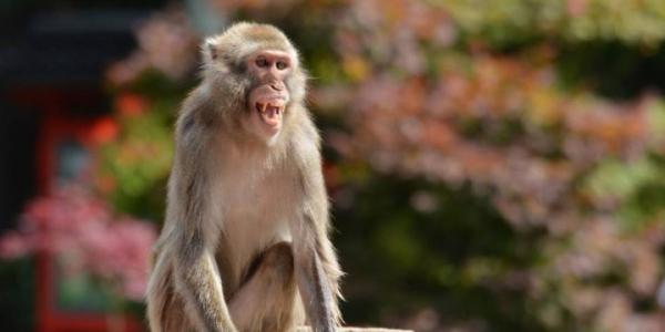 De qué trata la viruela del mono y cuáles son sus síntomas