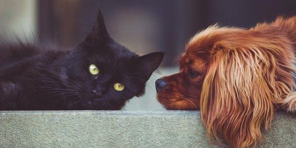 Un gato y un perro recostados juntos 