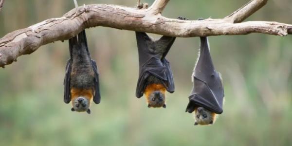 Murciélagos Pteropus, que son el principal reservorio natural del virus Nipah.