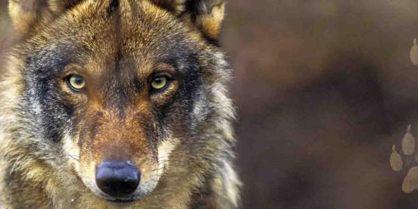 WWF España pedirá la anulación de los trofeos de lobo ya que pasarán a ser especie protegida